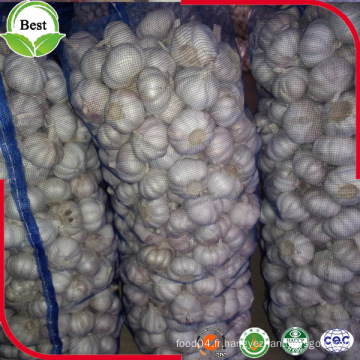 Cheap Price Normal Fresh White Garlic